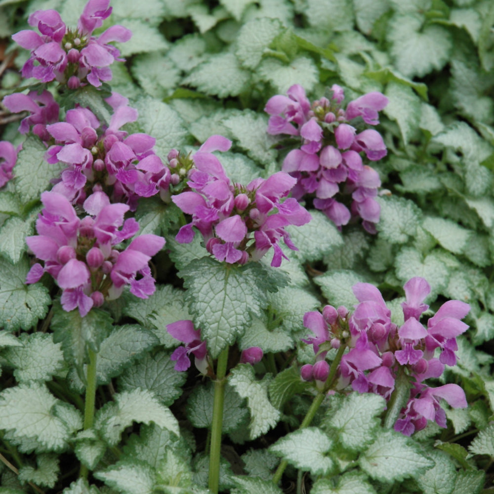 LAMIUM ORCHID FROST