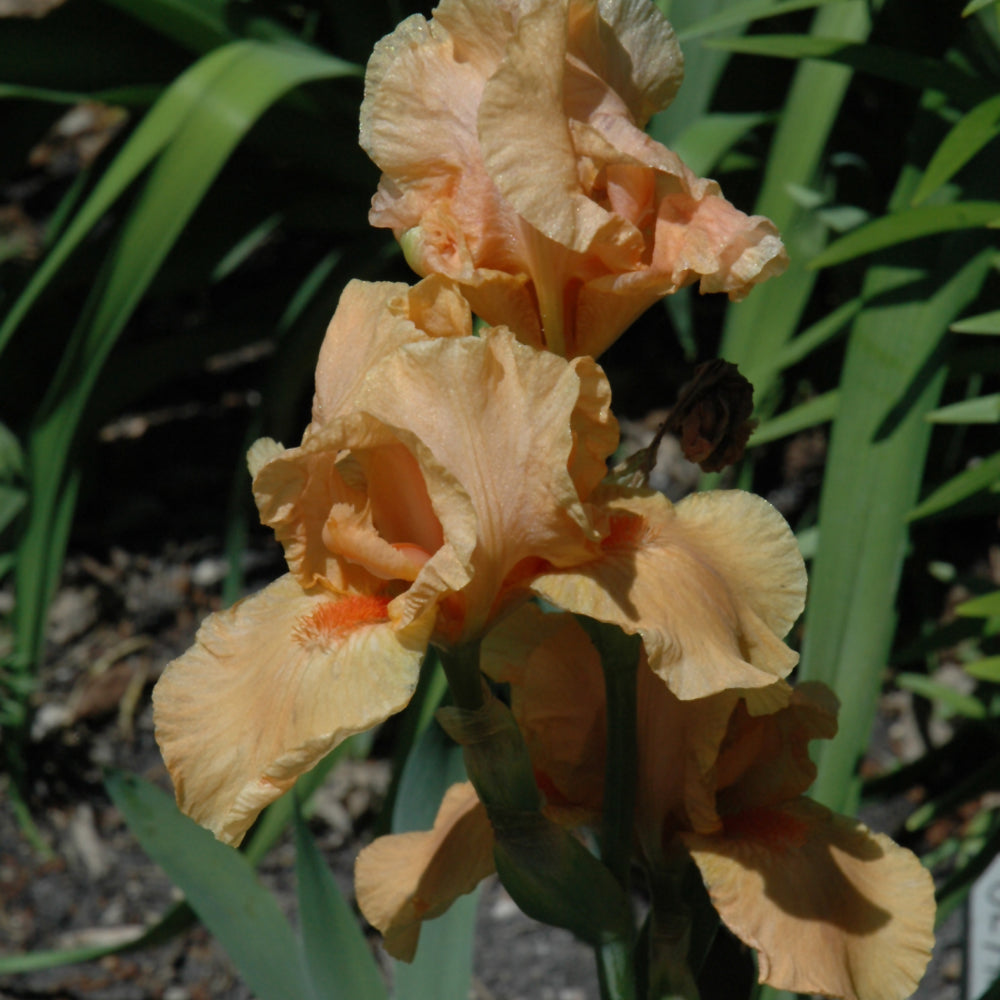 IRIS (INT.B) MARY MAHALOS