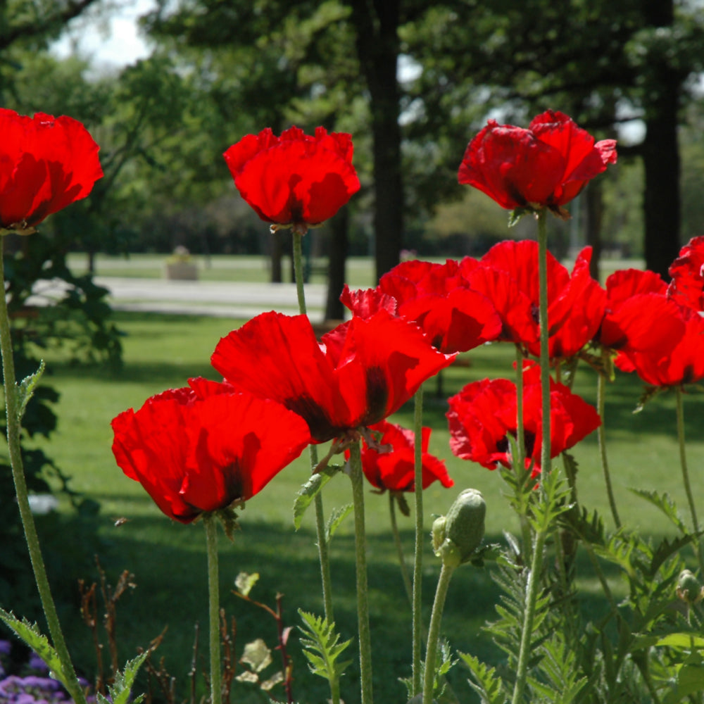 PAPAVER BEAUTY OF LIVERMERE