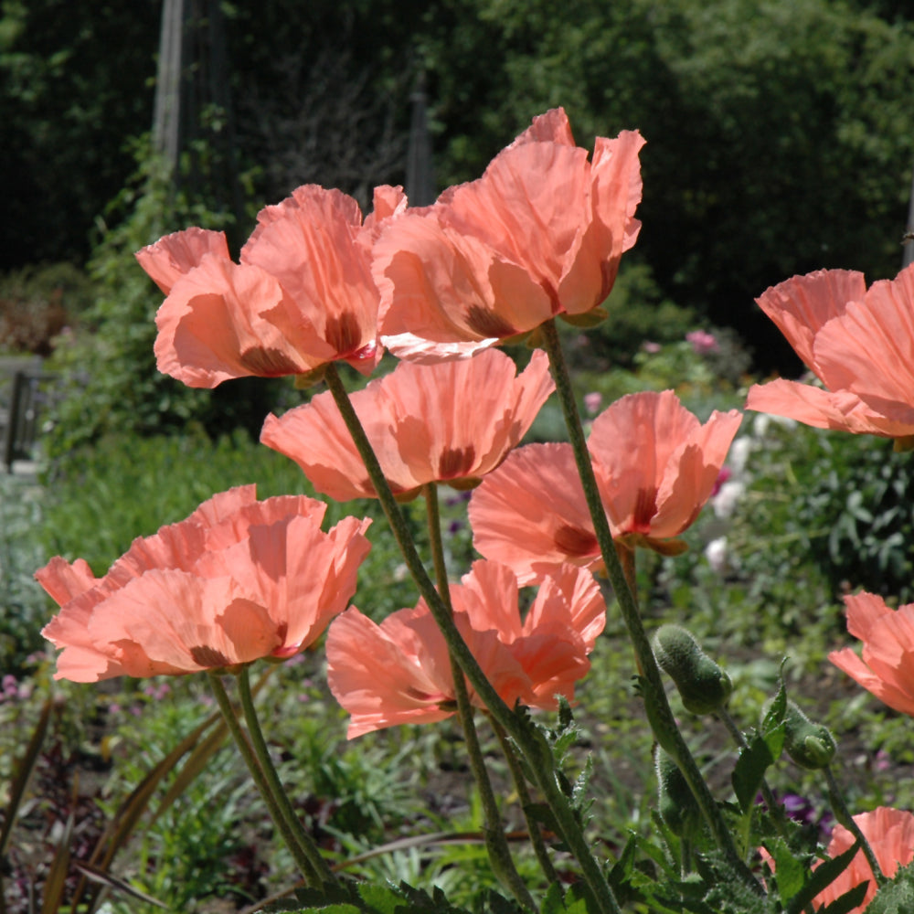 PAPAVER PRINCESS VIC LOUISE