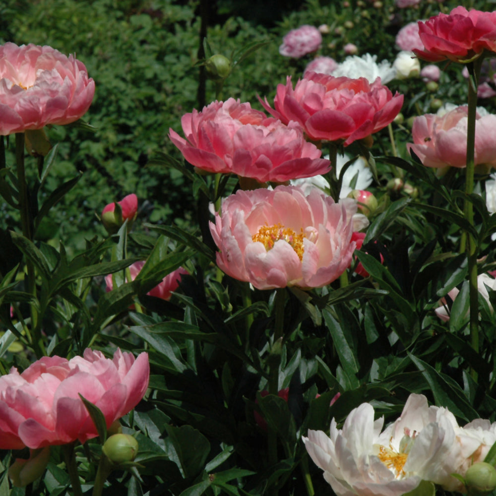 PAEONIA CORAL CHARM