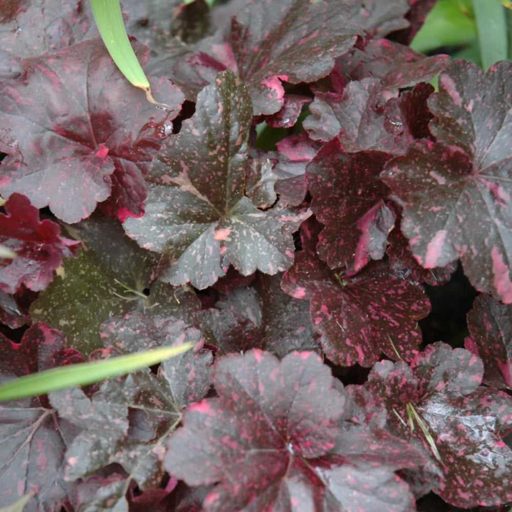 HEUCHERA MIDNIGHT ROSE