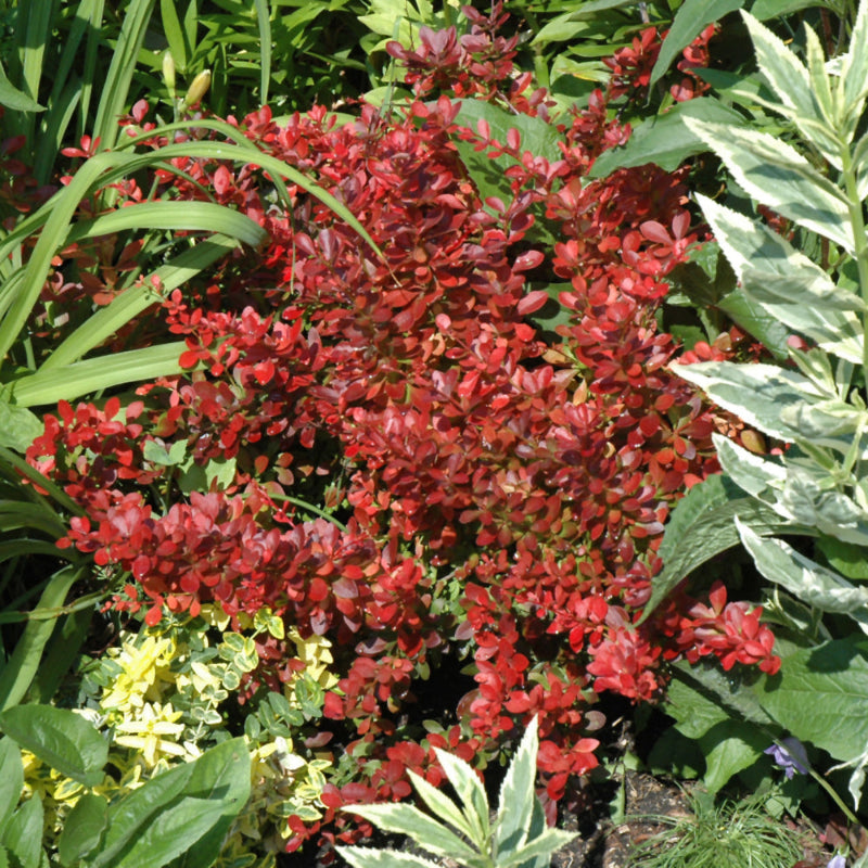 BARBERRY CHERRY BOMB