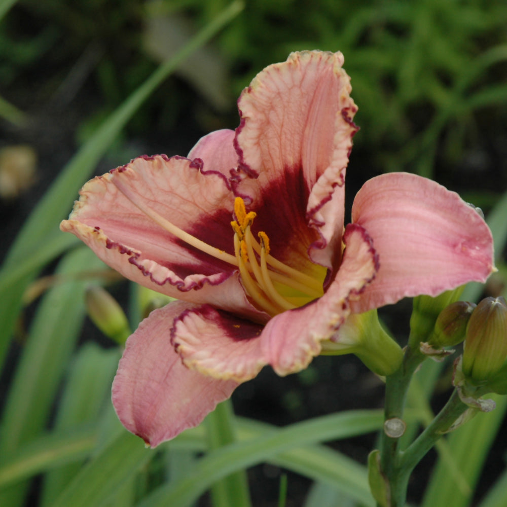 HEMEROCALLIS ALAQUA