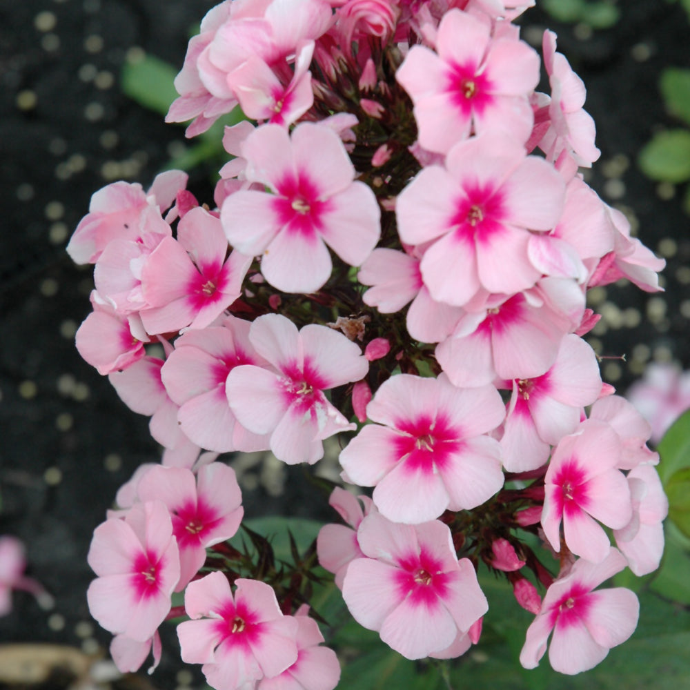 PHLOX BRIGHT EYES