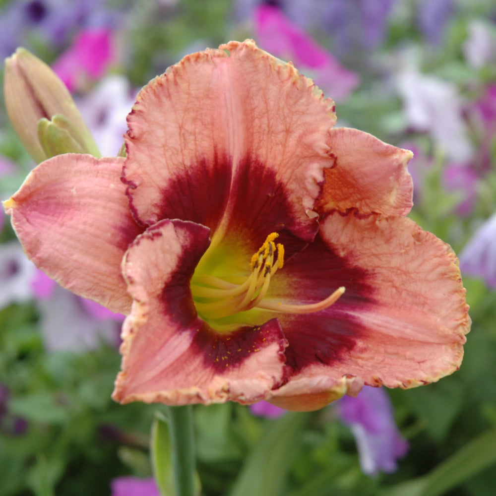 HEMEROCALLIS DARING DECEPTION