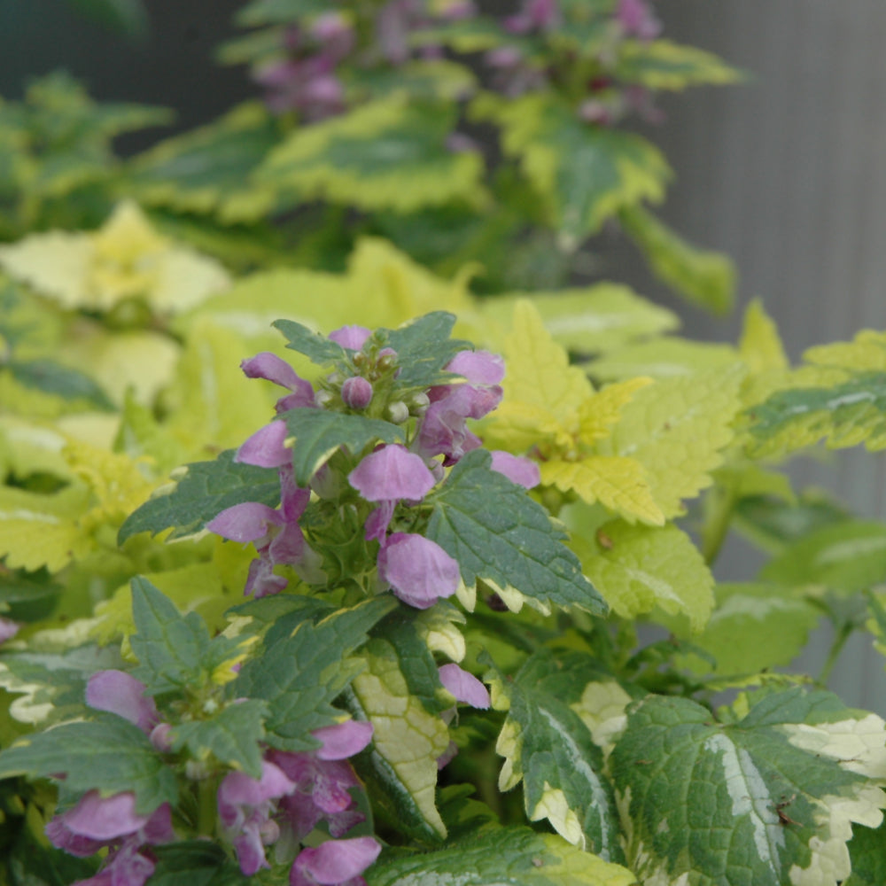 LAMIUM MACULATUM ANNE GREENAWAY