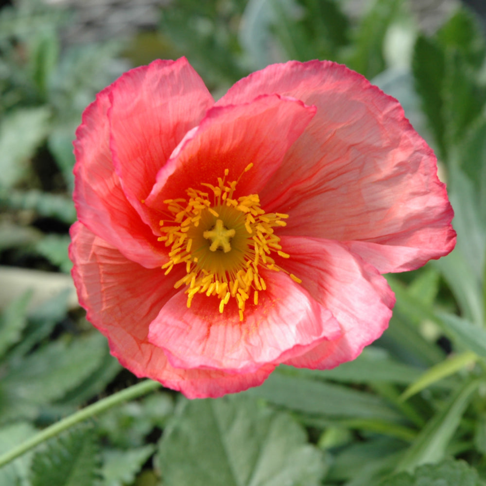 PAPAVER NUD. CHAMPAGNE BUBBLES