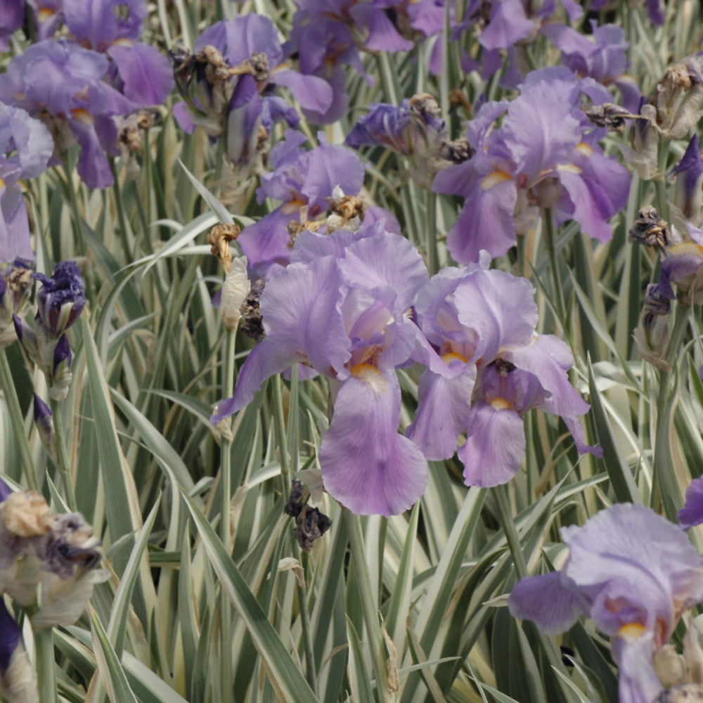 IRIS ALBO VARIEGATA