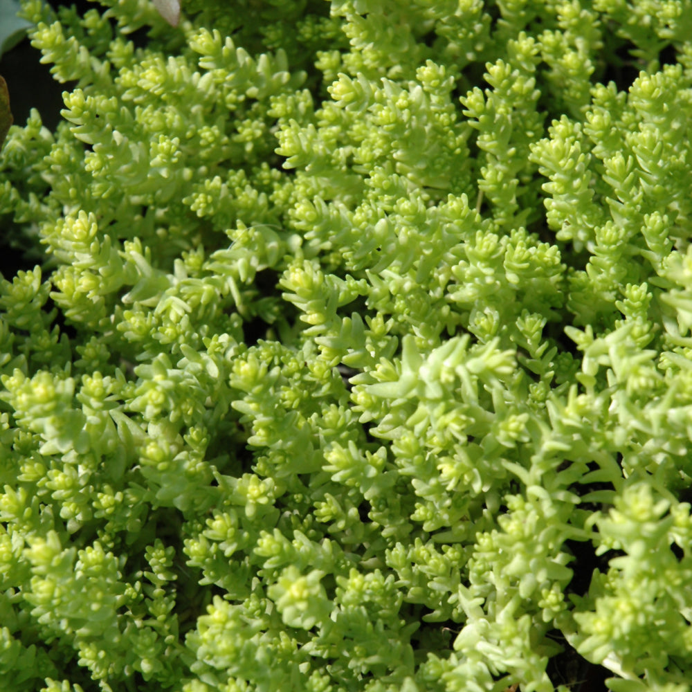 SEDUM ACRE AUREUM