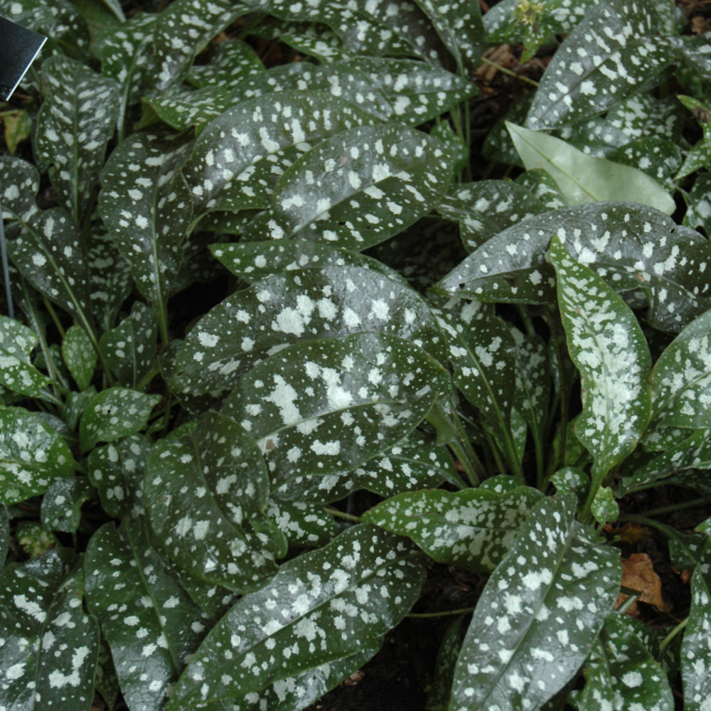 PULMONARIA TREVI FOUNTAIN