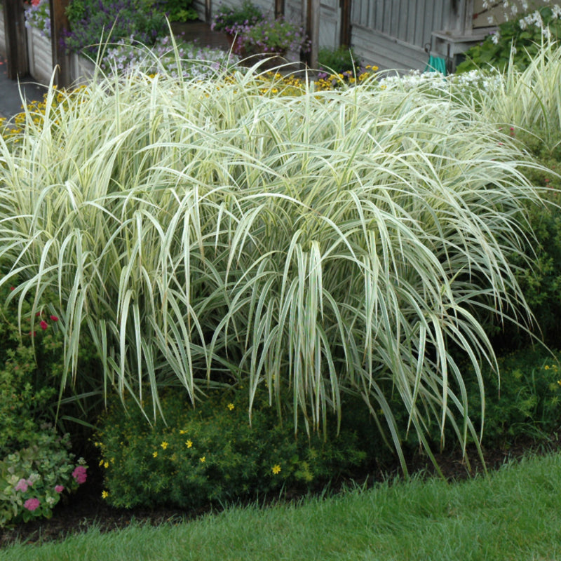 MISCANTHUS VARIEGATUS