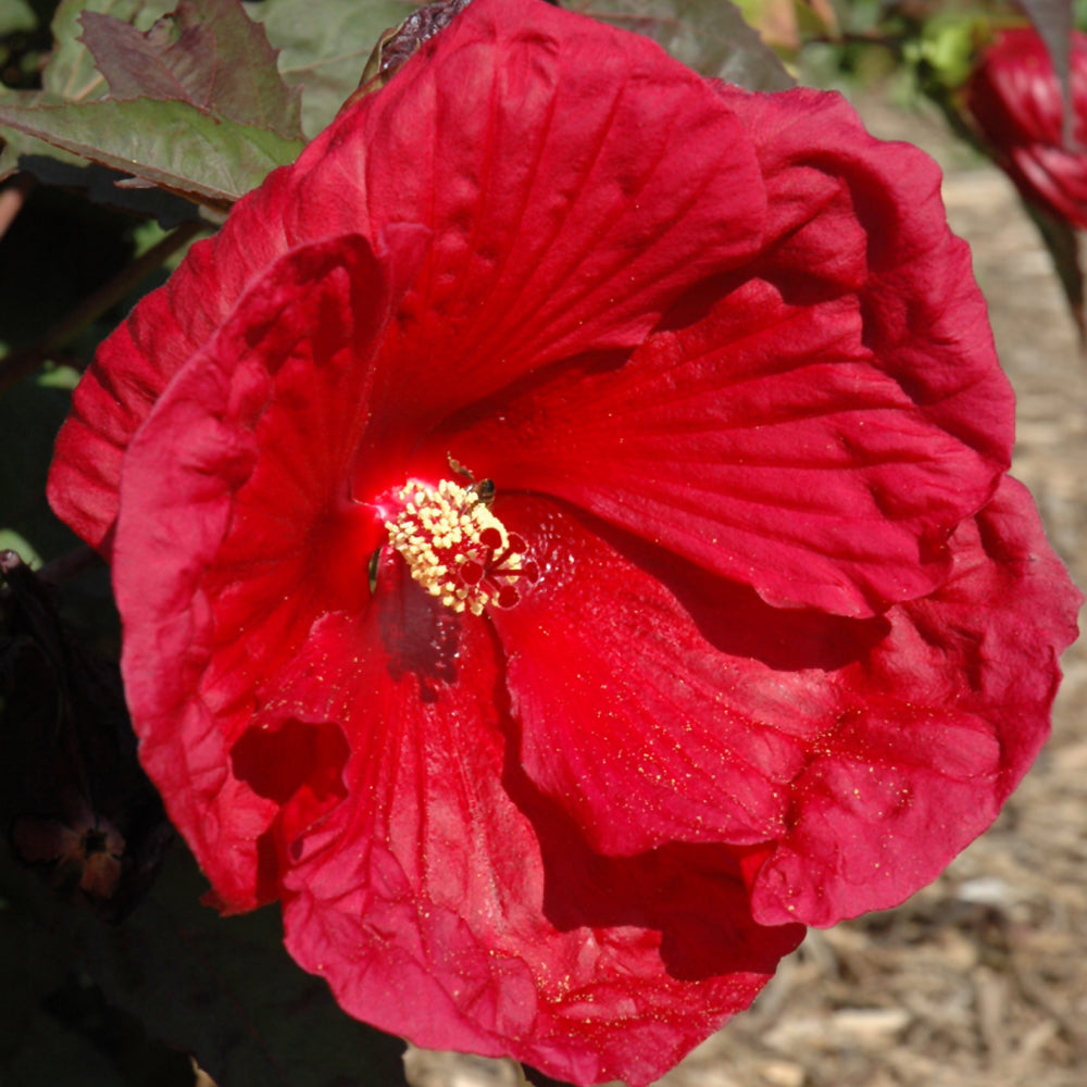 HIBISCUS CHERRY BRANDY