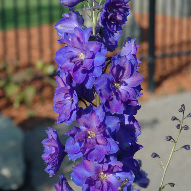DELPHINIUM PAGAN PURPLES