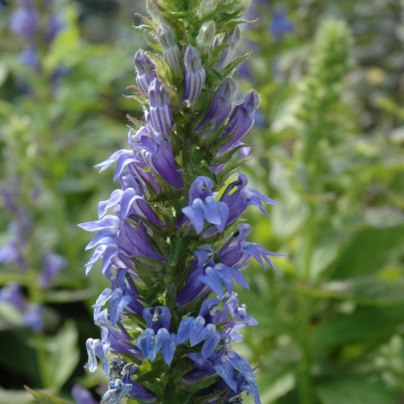 LOBELIA SIPHILITICA