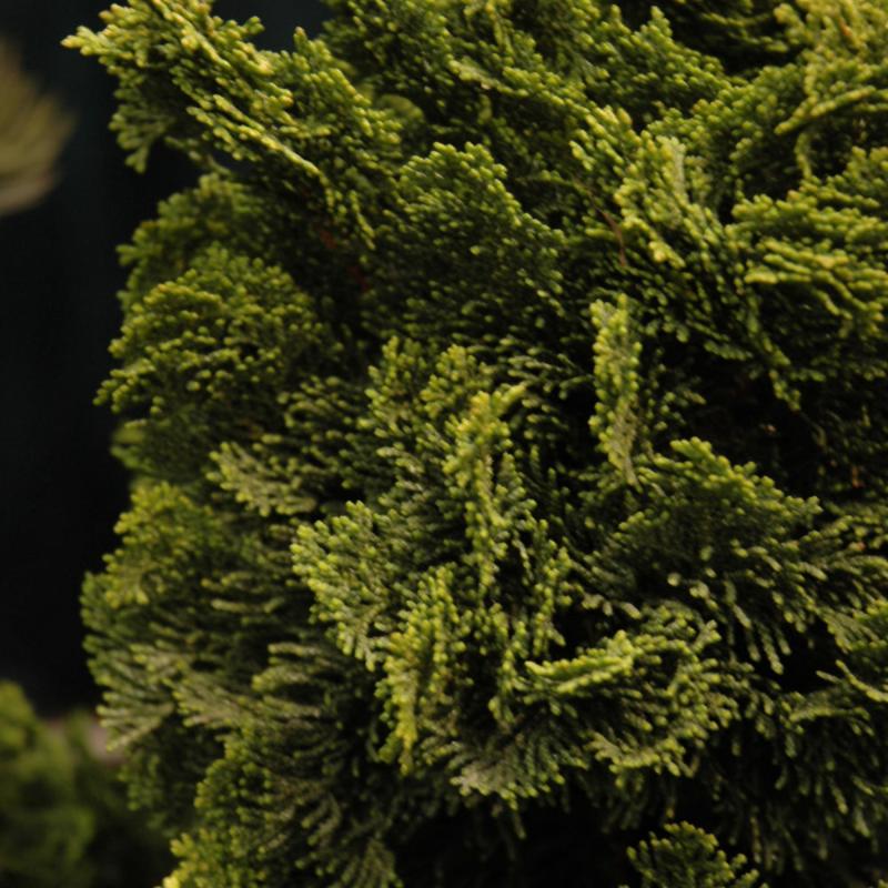 FALSE CYPRESS DWARF HINOKI