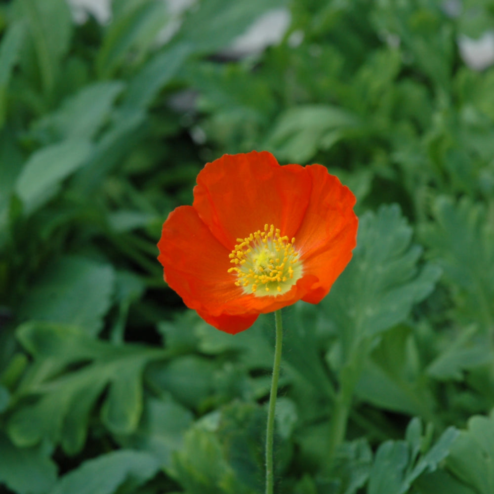 PAPAVER NUD. CHAMPAGNE BUBBLES