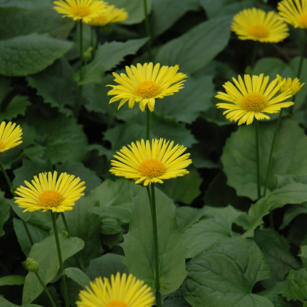 DORONICUM LEONARDO COMPACT