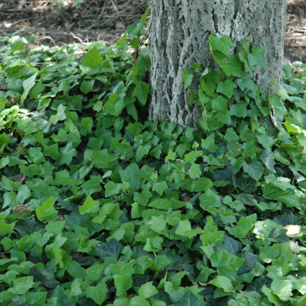HEDERA BALTICA
