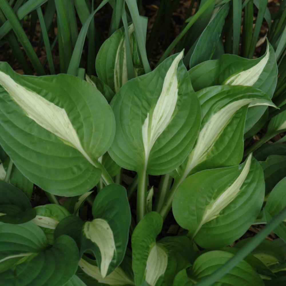 HOSTA WHITE BIKINI