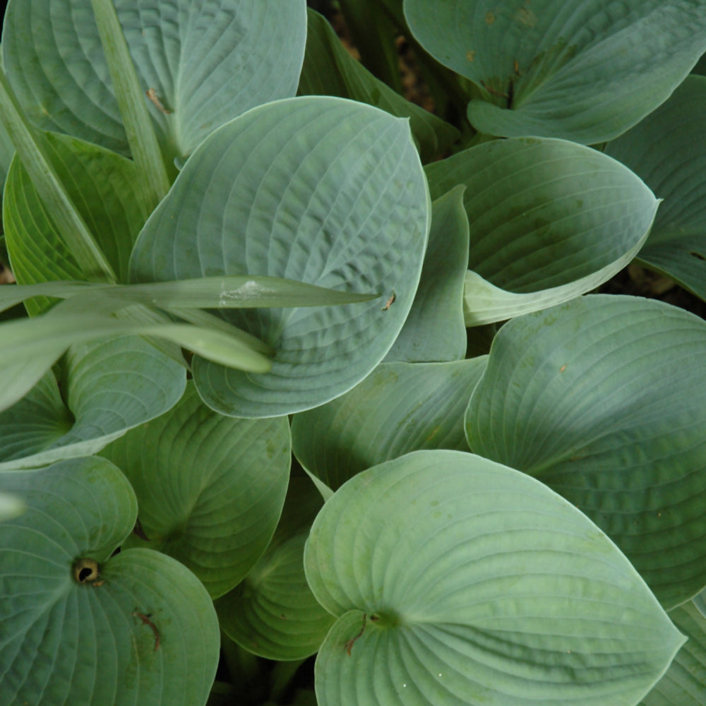 HOSTA HADSPEN BLUE