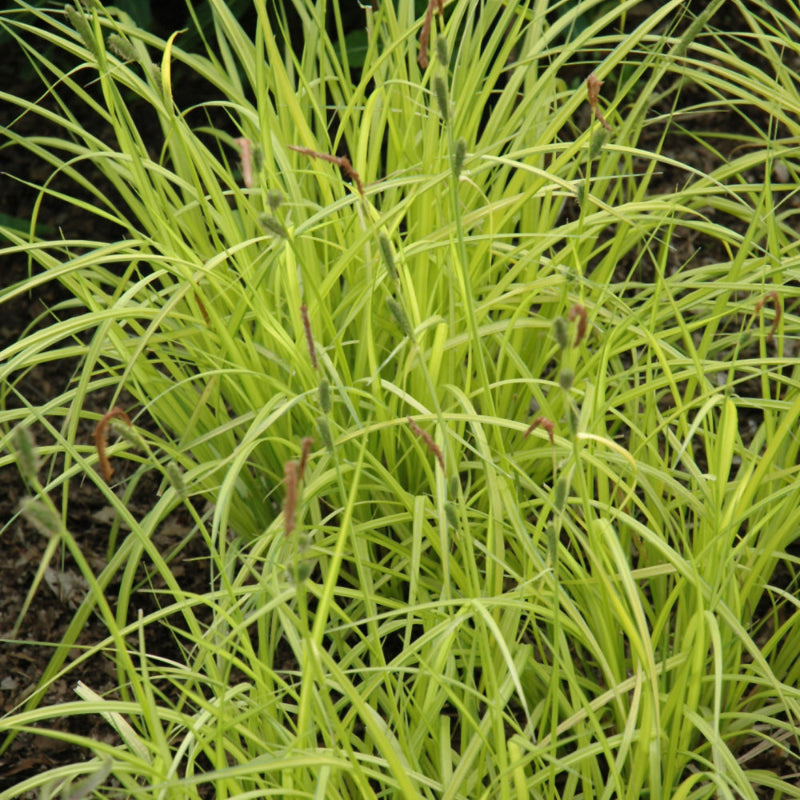CAREX AUREA