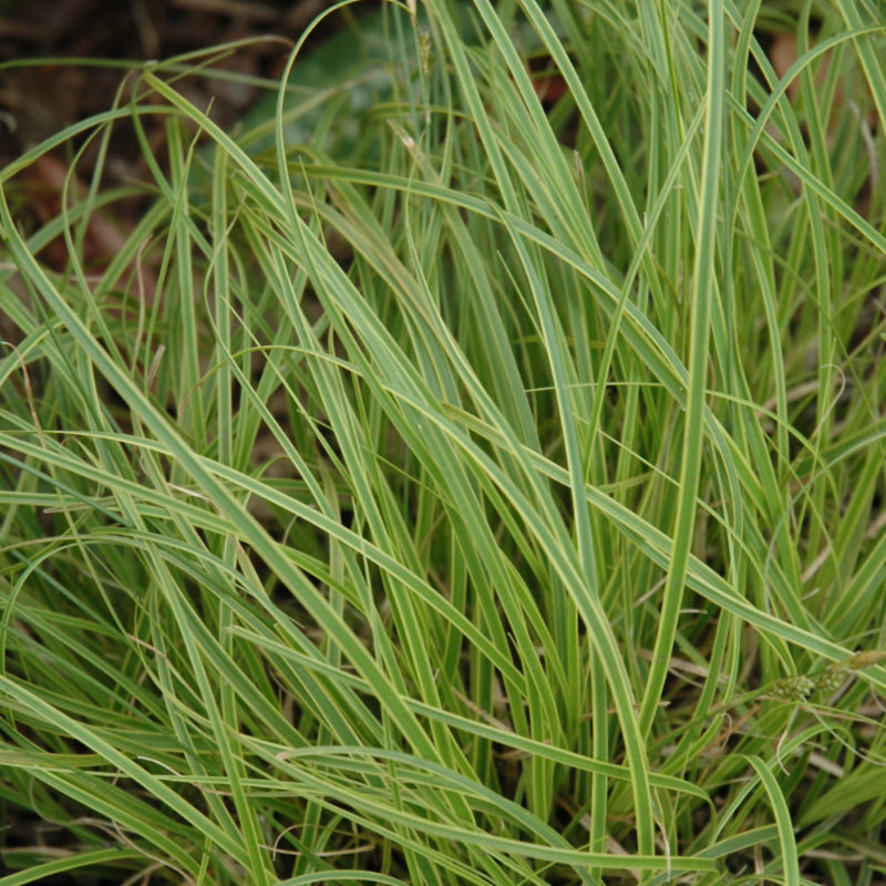 CAREX GOLD FOUNTAINS