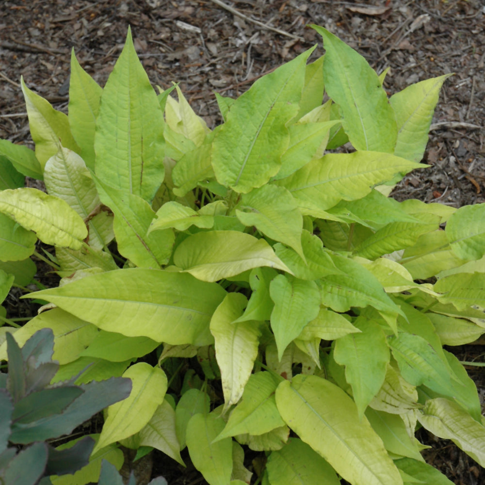 PERSICARIA GOLDEN ARROW
