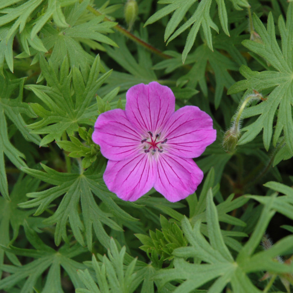 GERANIUM SANGUINEUM X PSILOSTE