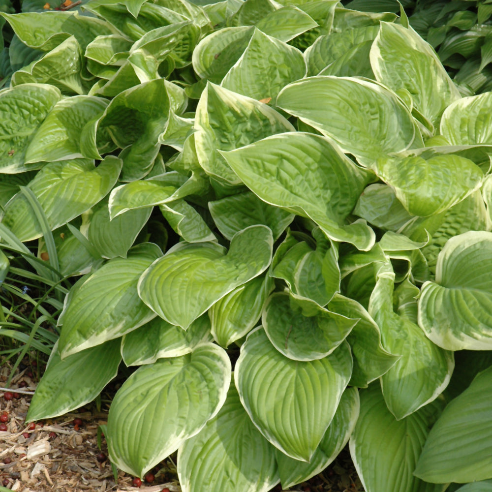 HOSTA FROZEN MARGARITA