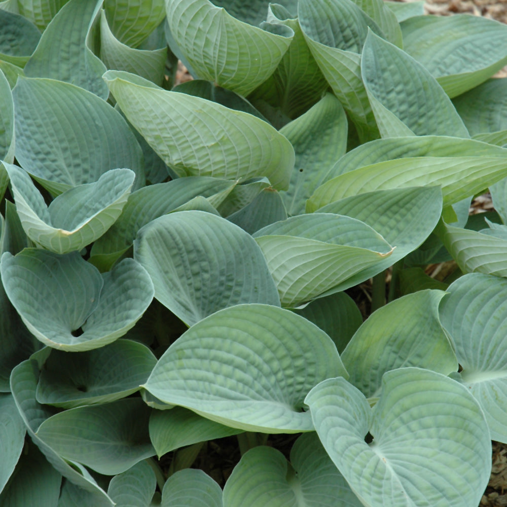 HOSTA BLUE VISION
