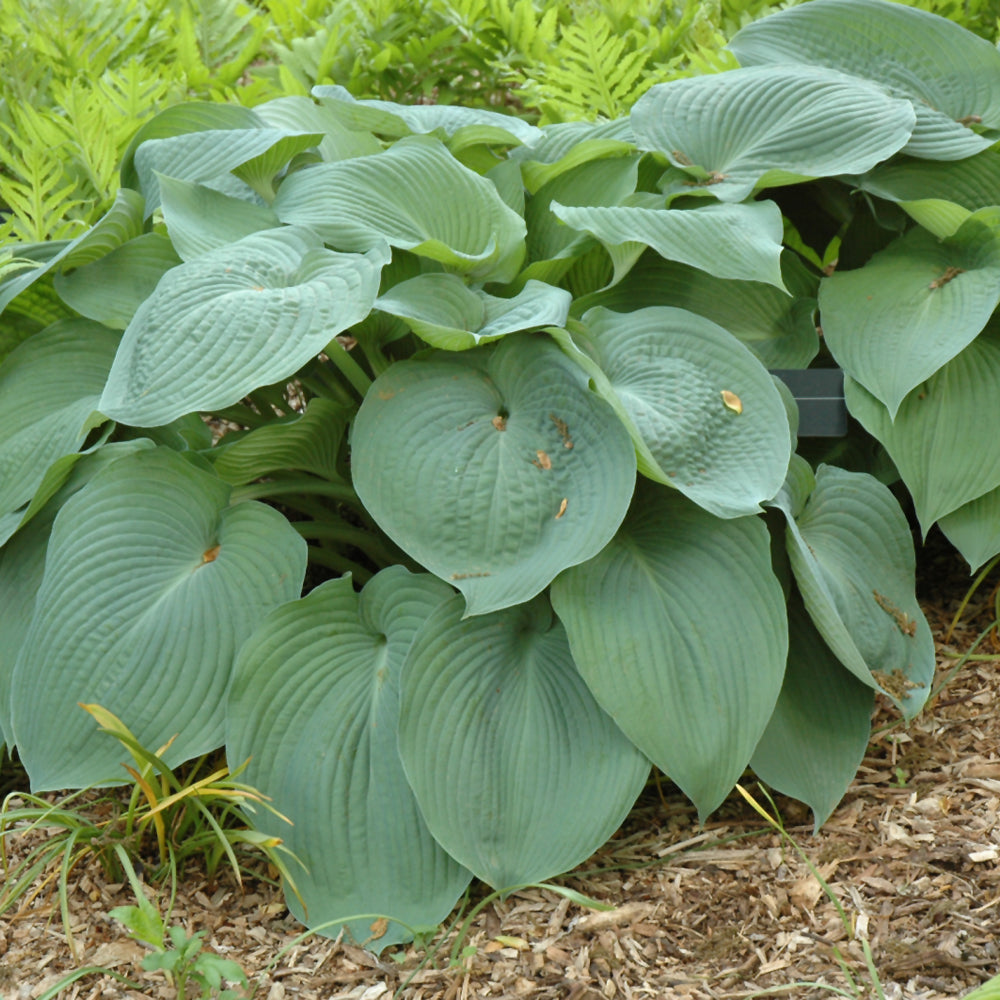 HOSTA BIG DADDY