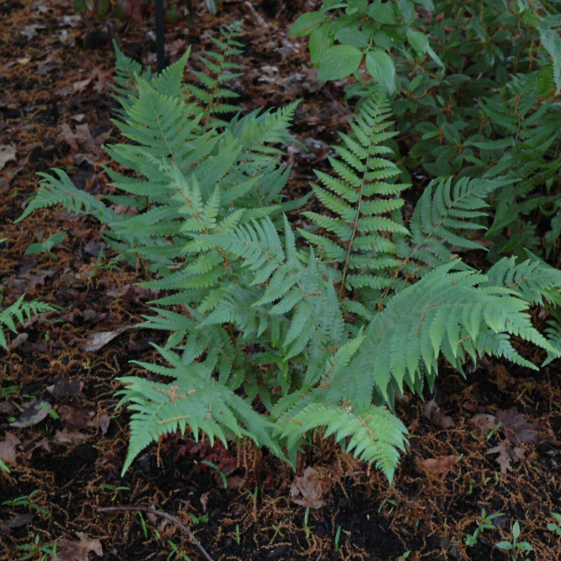 DRYOPTERIS AUSTRALIS