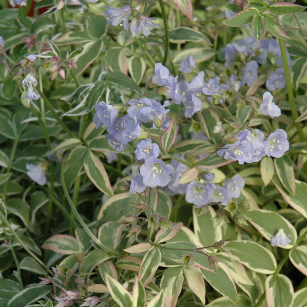 POLEMONIUM TOUCH OF CLASS