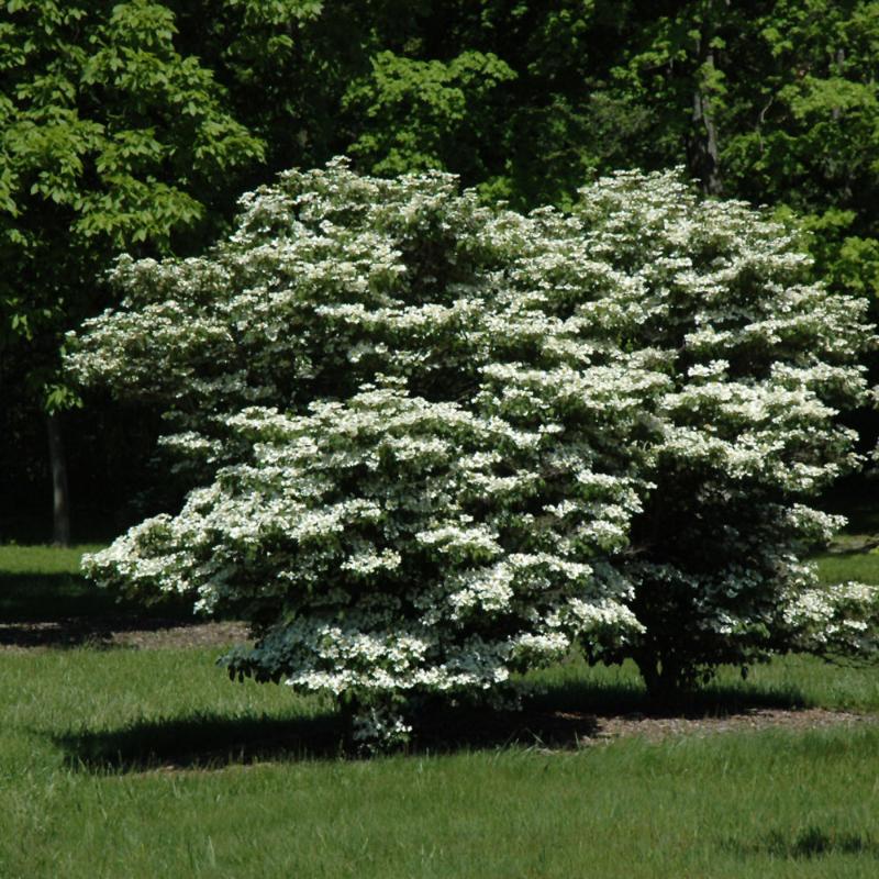 VIBURNUM SUMMER SNOWFLAKE