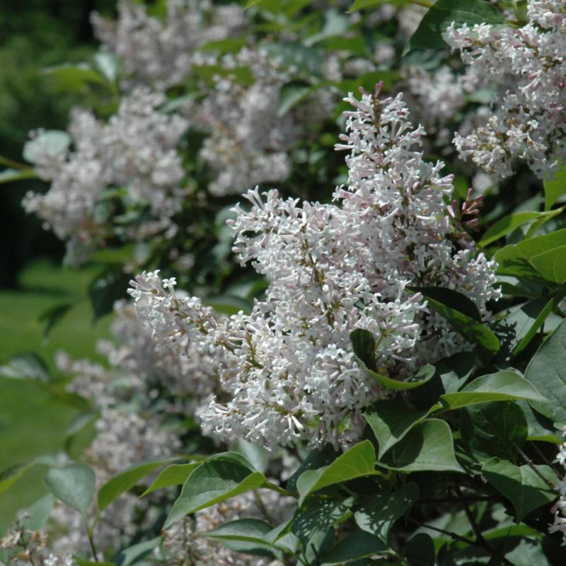 LILAC VILLOSA