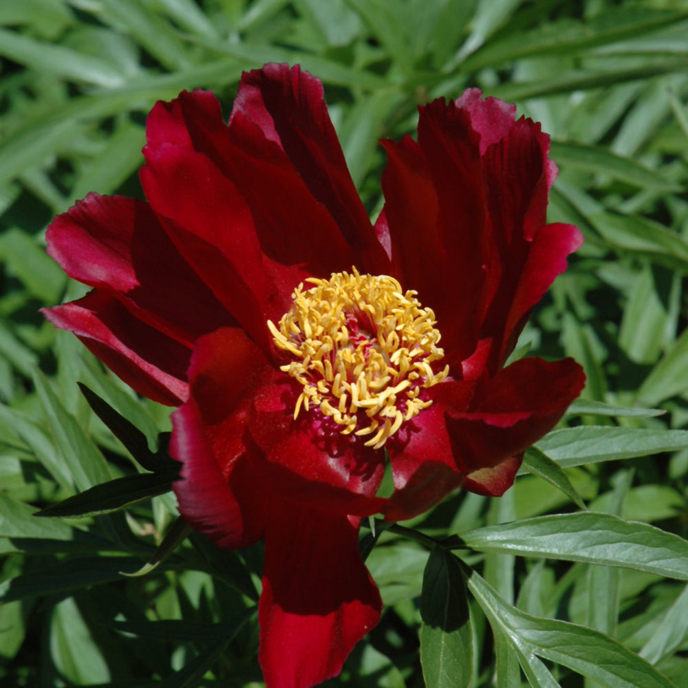 PAEONIA EARLY SCOUT