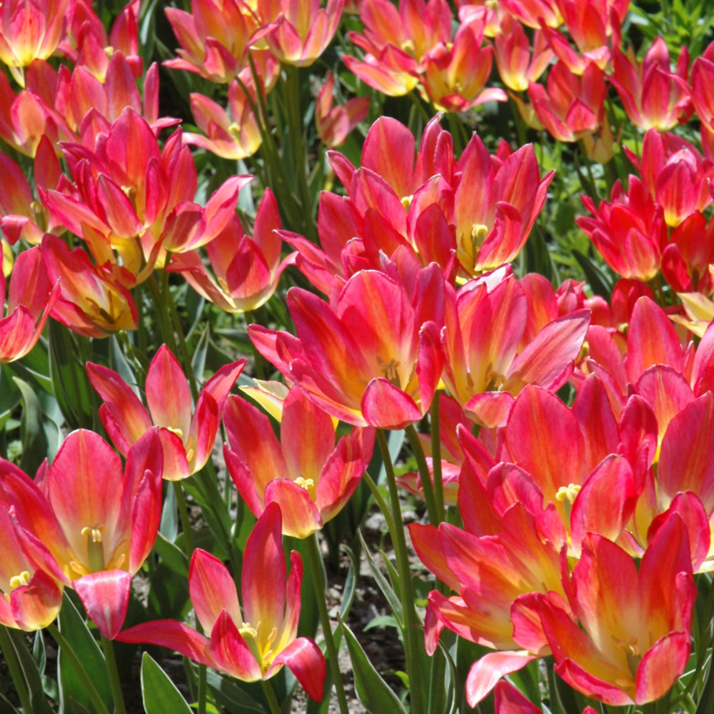 TULIP ANTOINETTE BUNCH FLOWERING