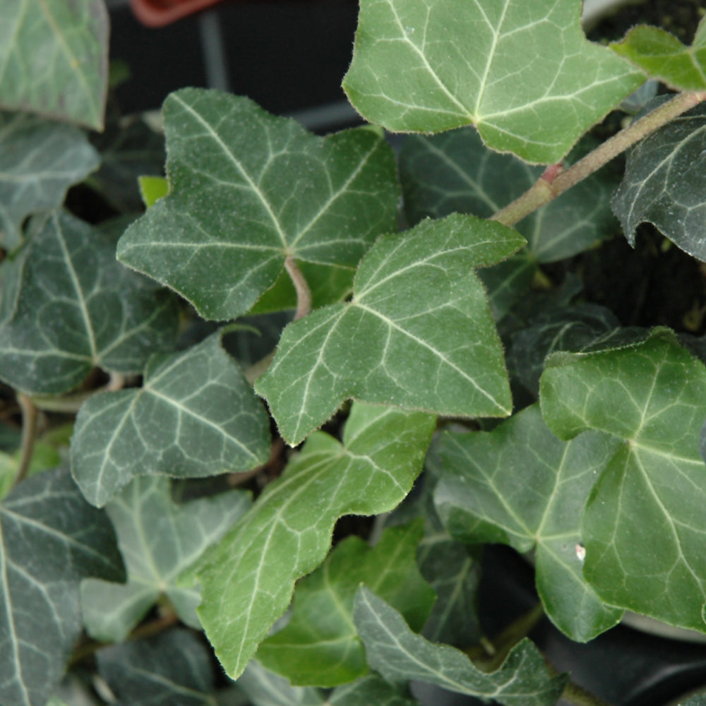 HEDERA BALTICA