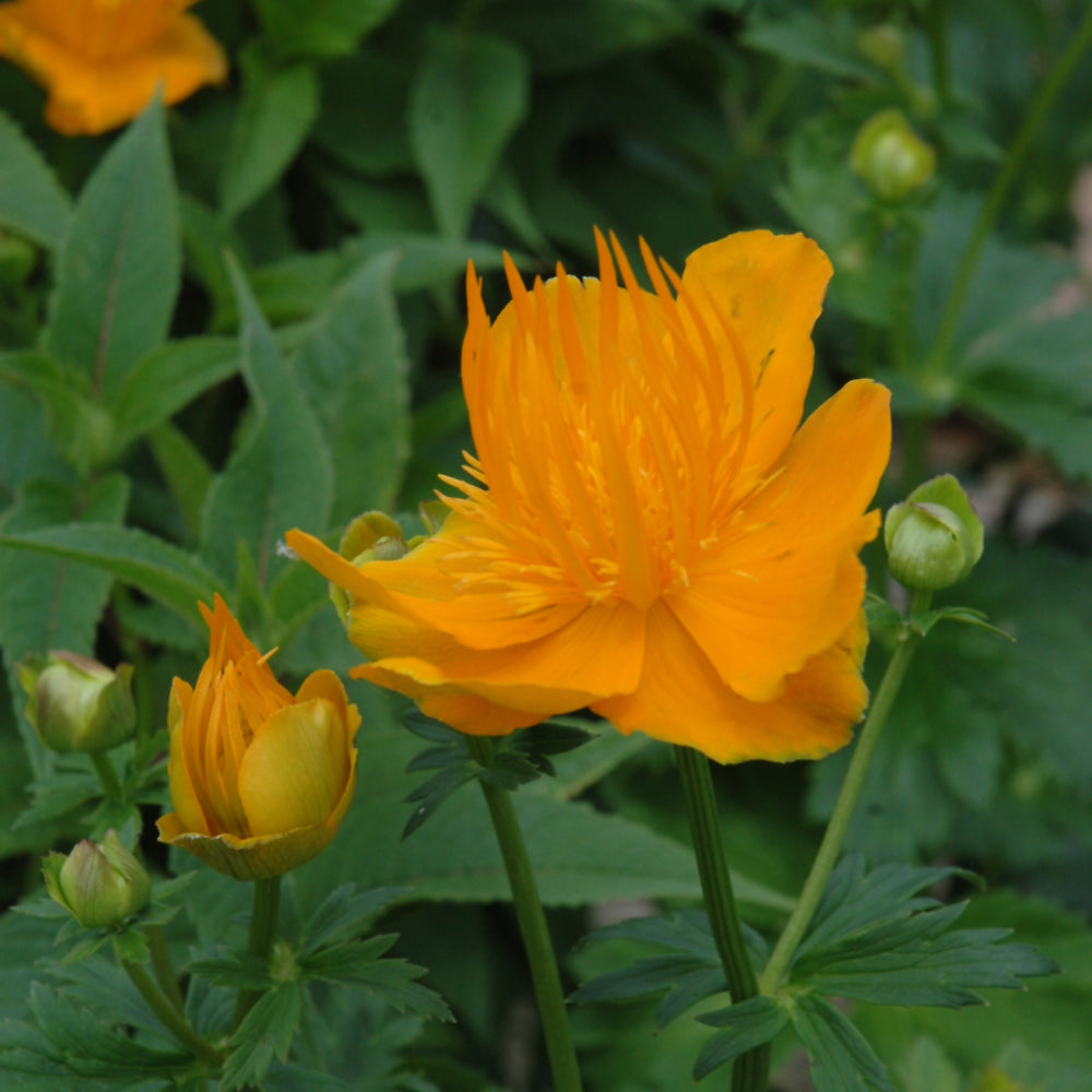 TROLLIUS GOLDEN QUEEN