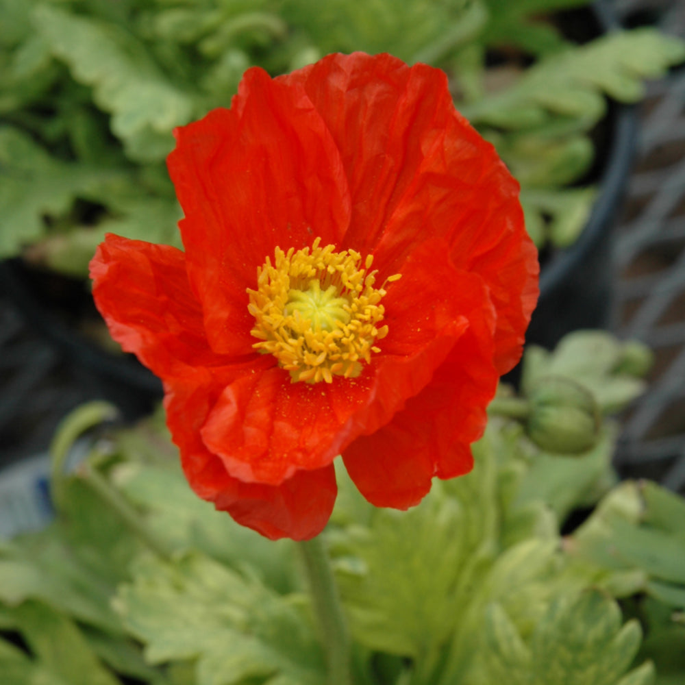 PAPAVER GARDEN GNOME