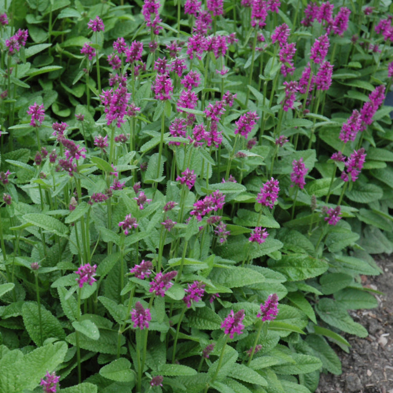 STACHYS MONIERI HUMMELO