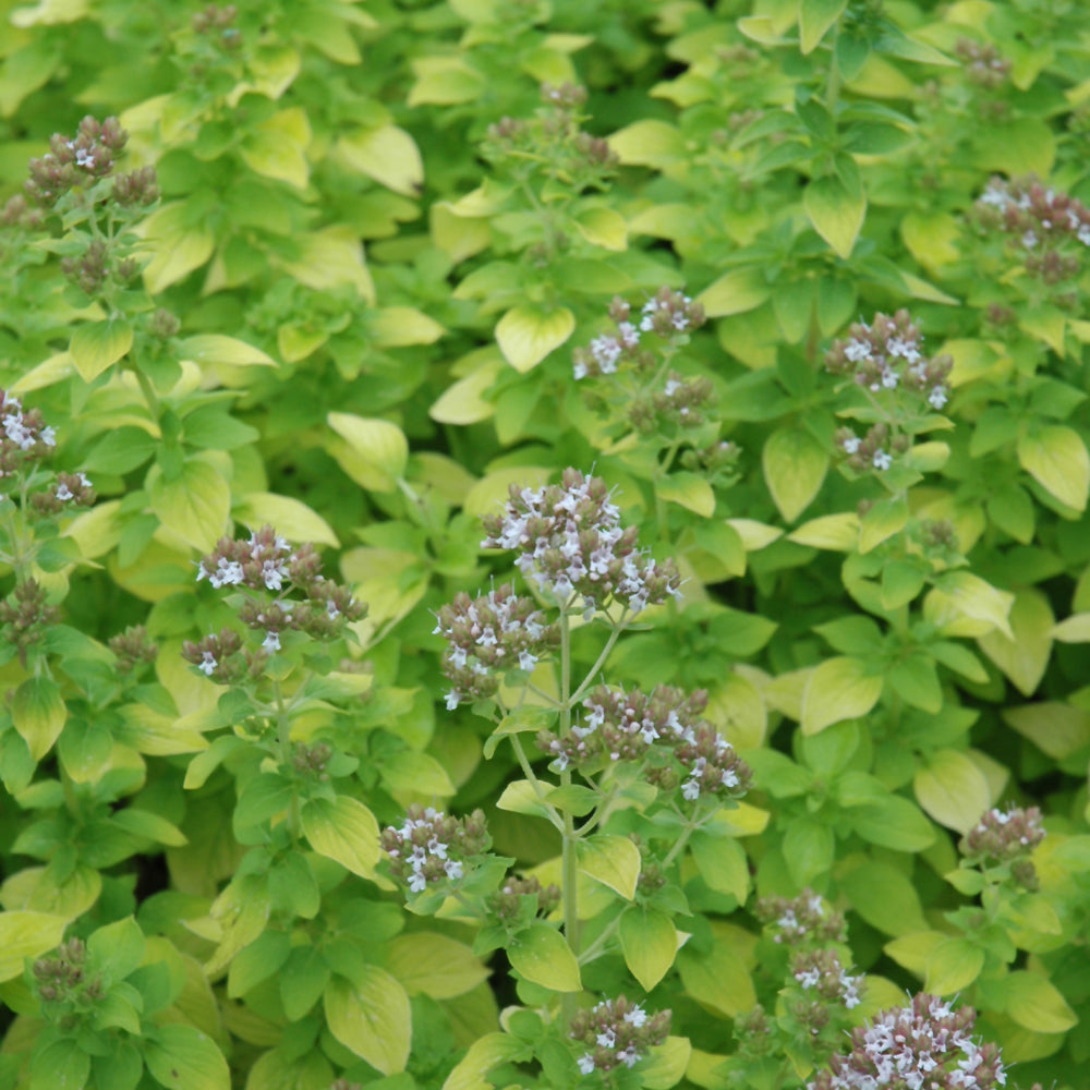 ORIGANUM AUREUM