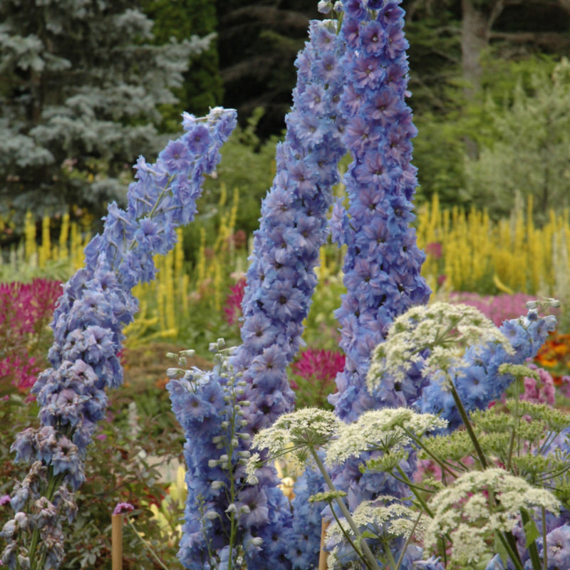 DELPHINIUM MILLENNIUM BLUE LACE