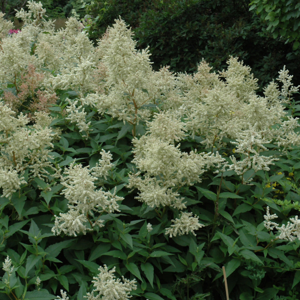 PERSICARIA POLYMORPHA