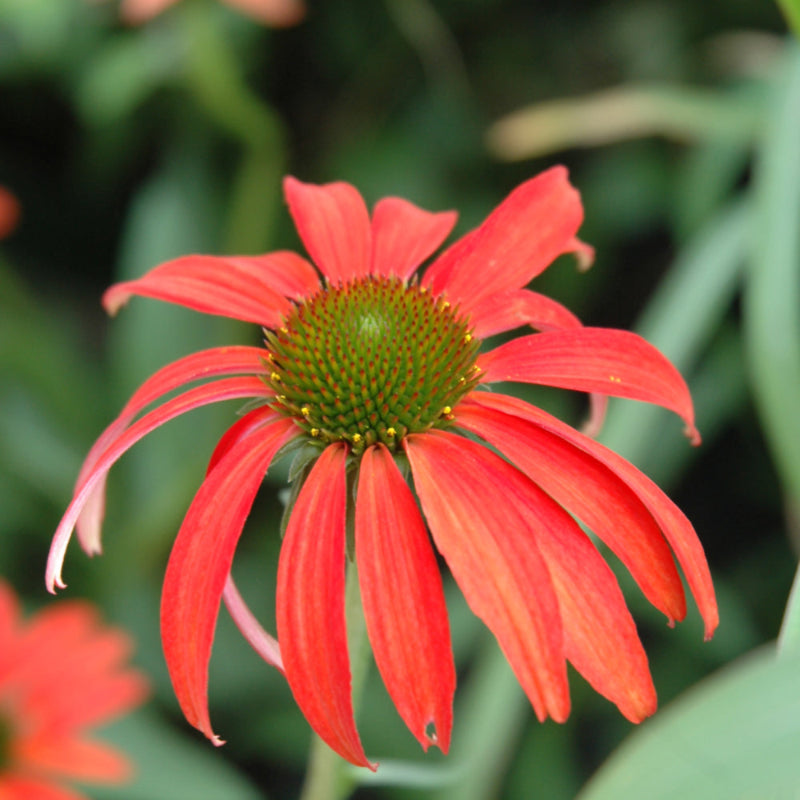 ECHINACEA TOMATO SOUP