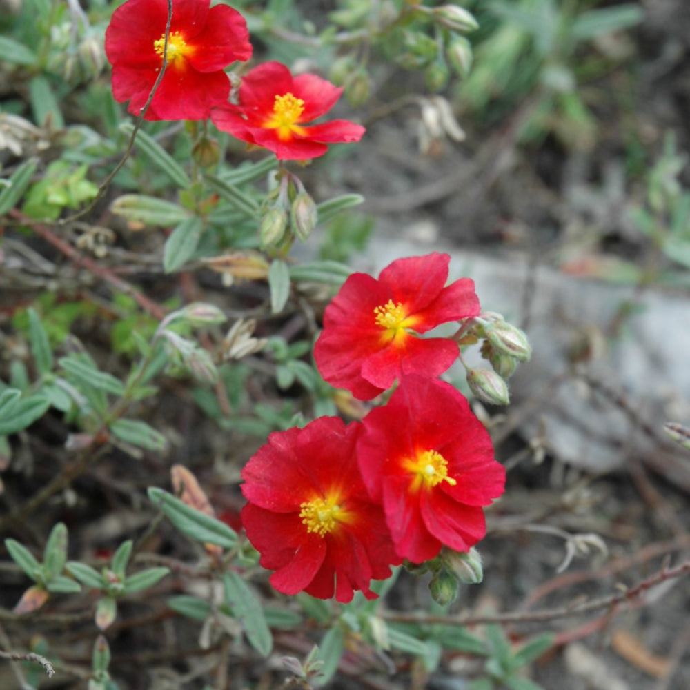 HELIANTHEMUM PRIMROSE