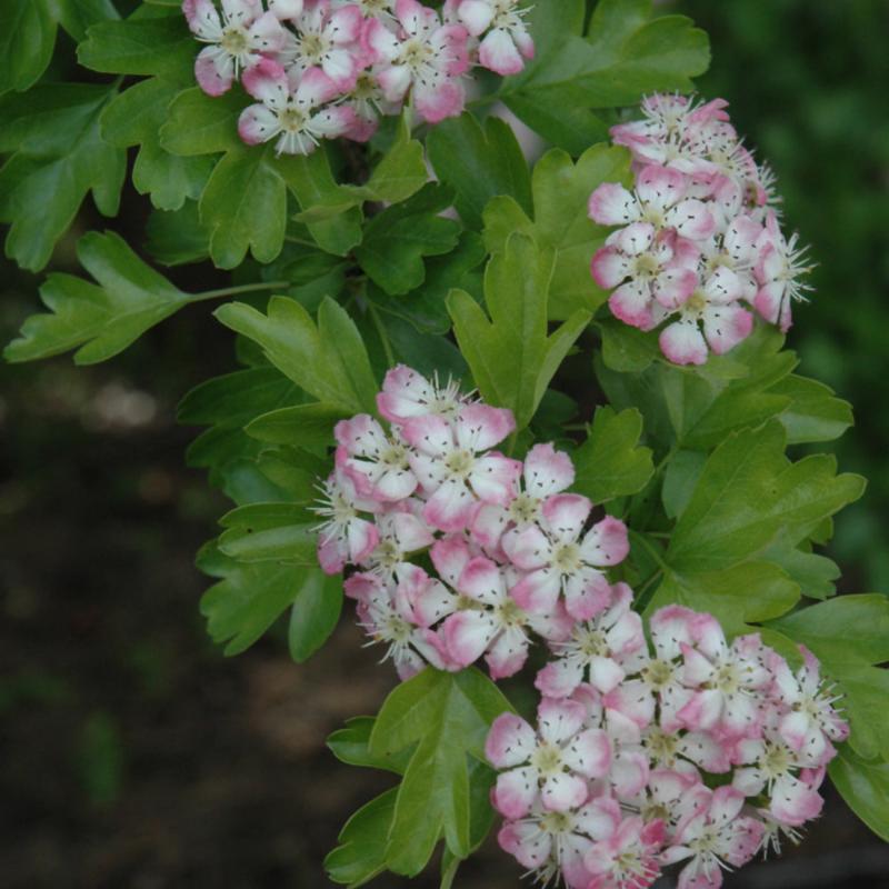 HAWTHORN PAUL'S SCARLET