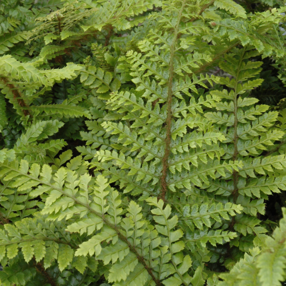 POLYSTICHUM POLYBLEPHARUM