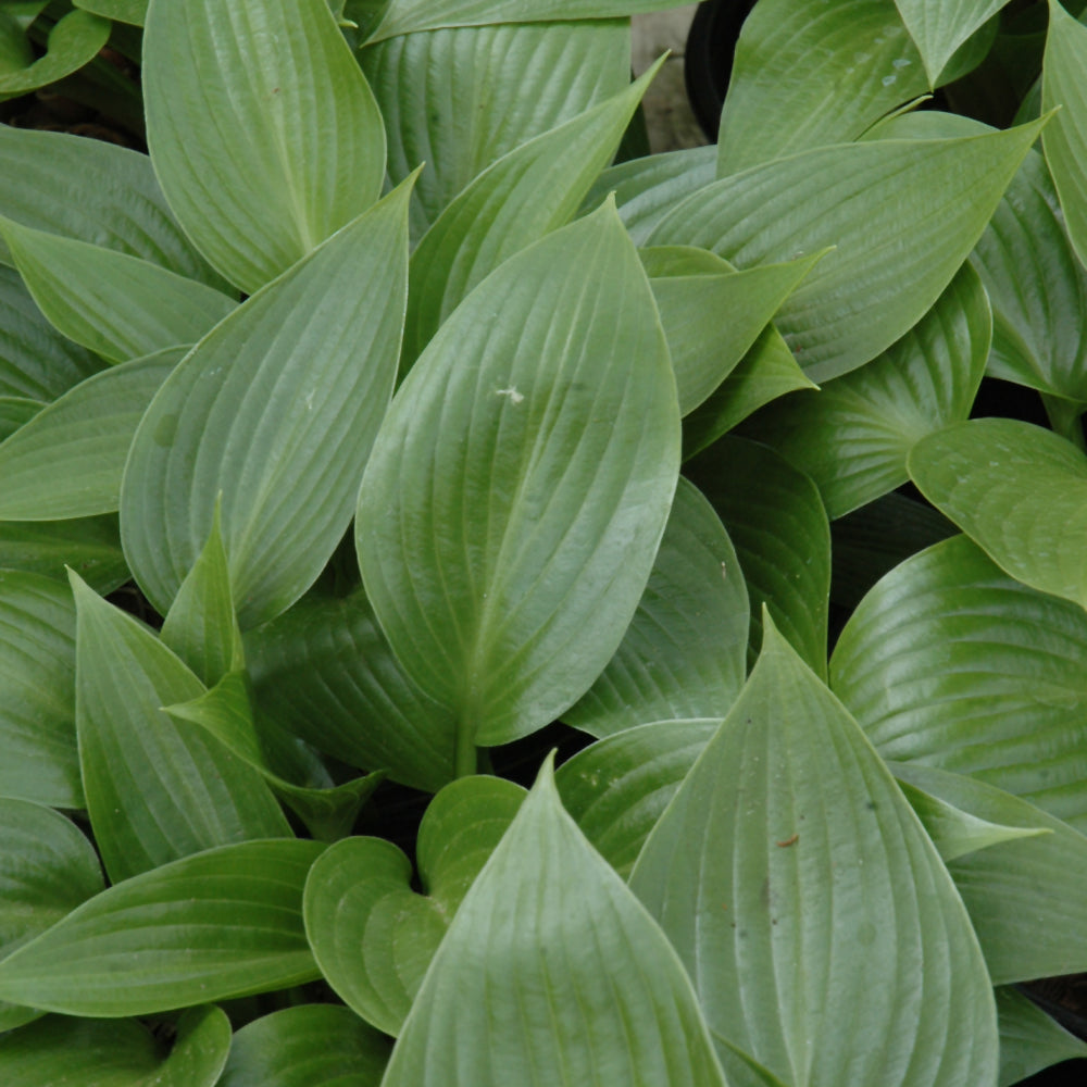 HOSTA DEVON GREEN